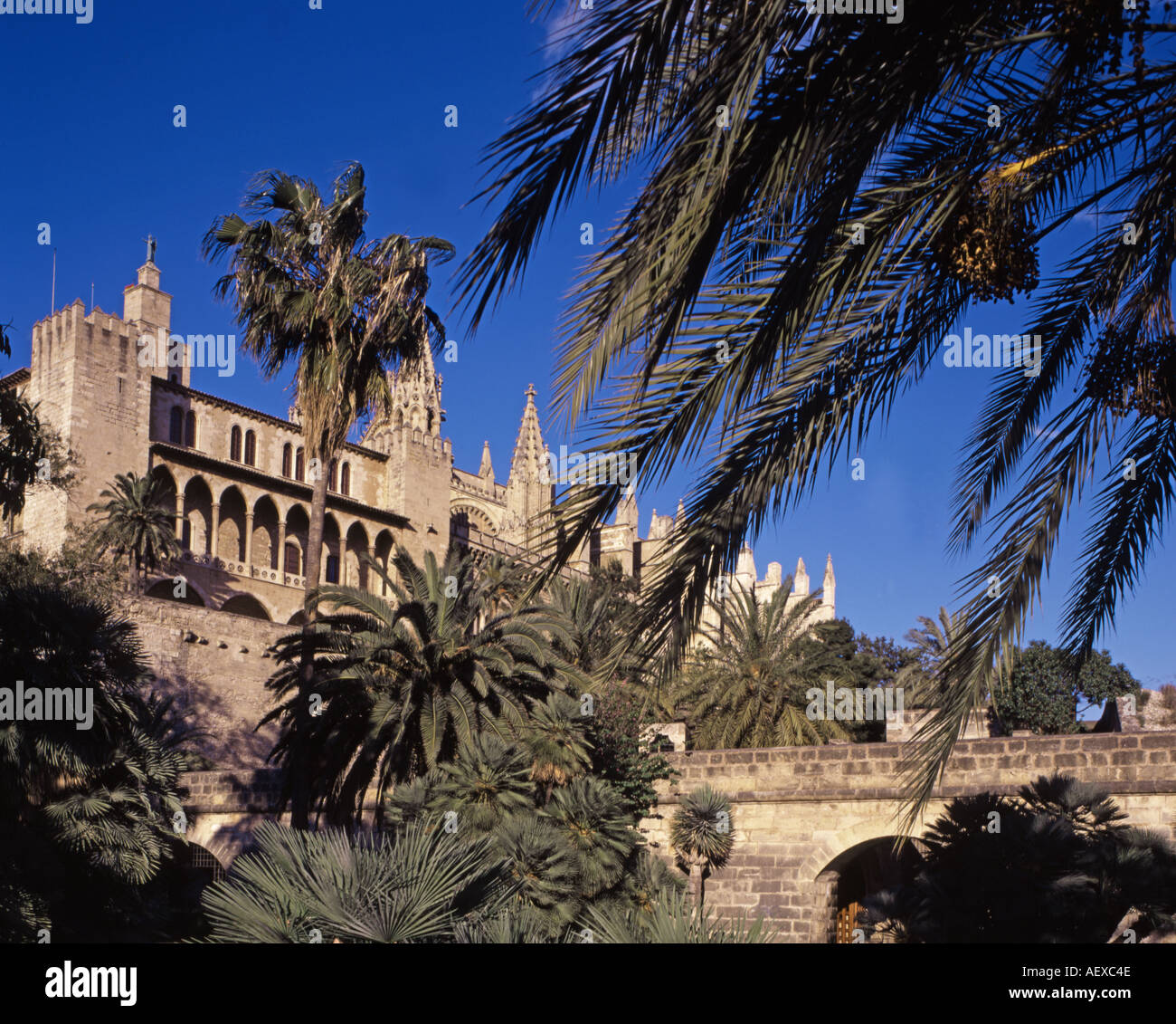 Spanien Mallorca Kathedral-Palmen Stockfoto