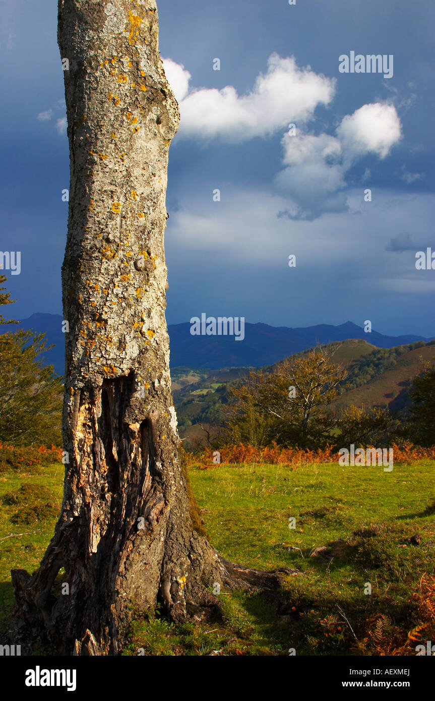 Arco Iris y Haya Quinto Real Kintoa Navarra España Regenbogen und Buche Navarra-Spanien Stockfoto