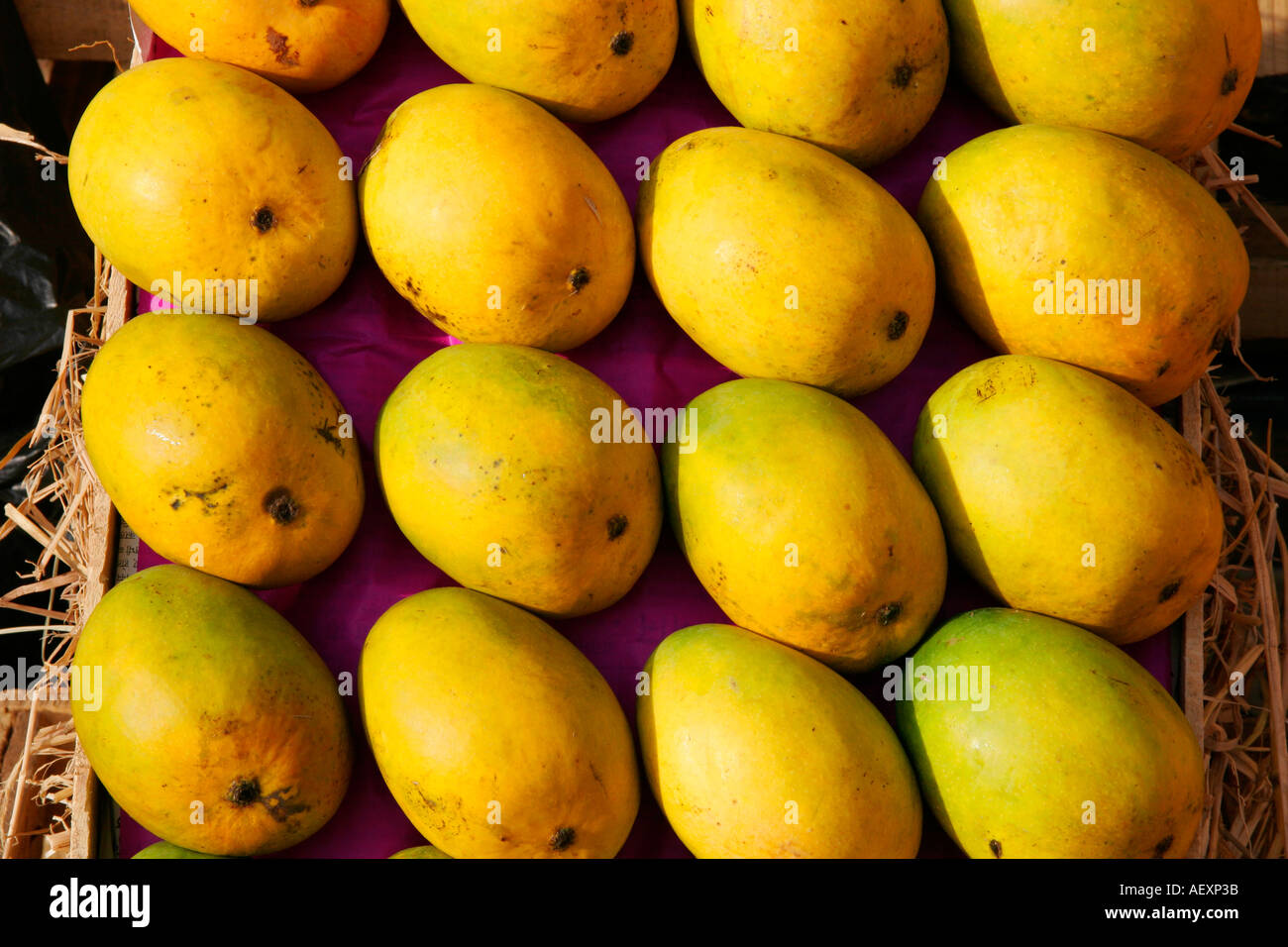 Mangos der König der Früchte in Indien Stockfoto