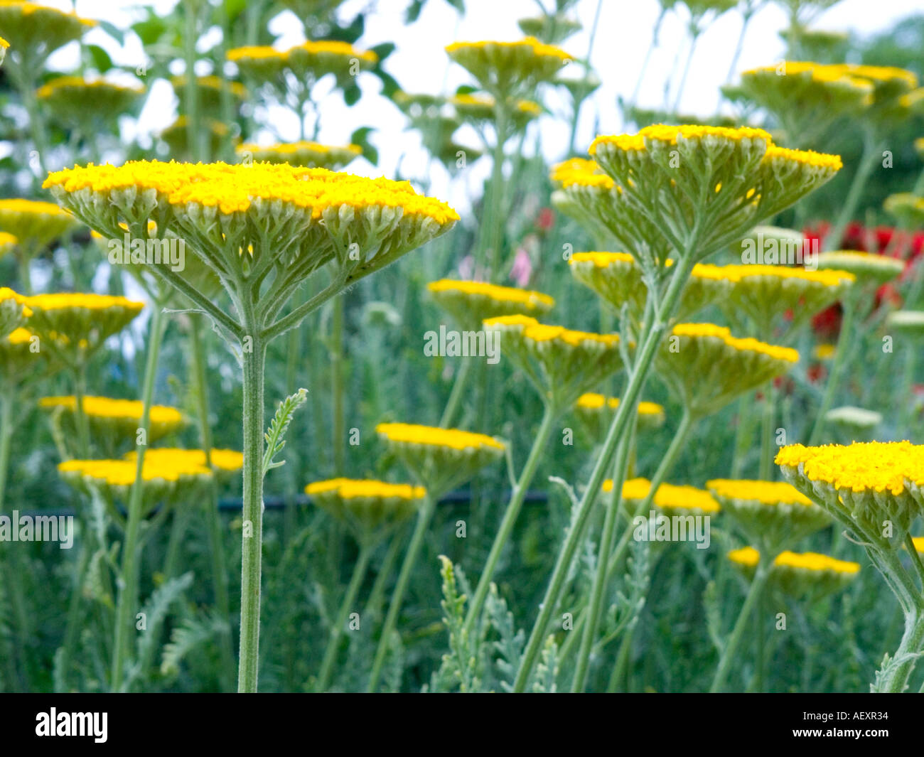 Achillea Filipendulina Coronation Gold wilde Blume abstraktes Konzept Idee Hintergrund Ökologie Ökosystem Umwelt Natur natürliche Stockfoto