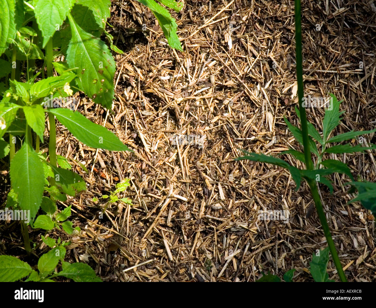 Ameise Ameisen Ameisenhaufen Insekt Insekten Hügel nach Hause Kolonie Tier Tiere leben Natur Umwelt Fehler Nest Lebensraum Habitant Arbeitnehmer Job s Stockfoto