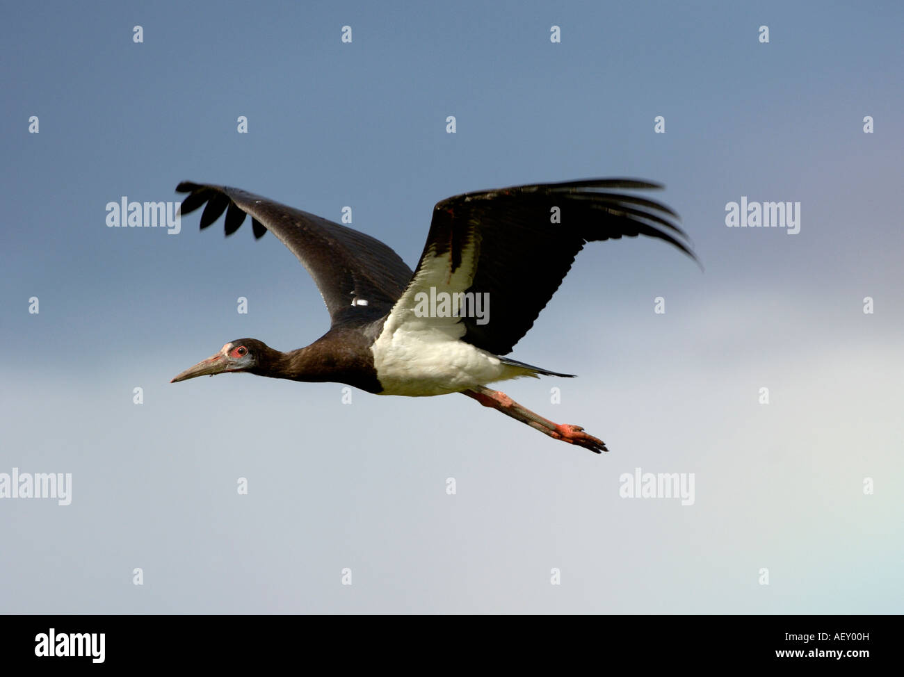 Abdims oder White-bellied Storch Ciconia Abdimii im Flug Masai Mara Kenia Stockfoto