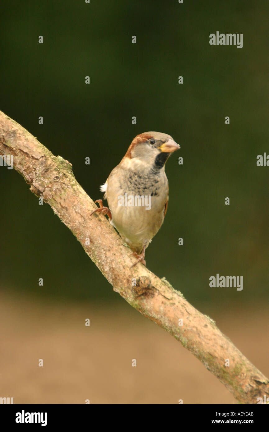 Haussperling Passer domesticus Stockfoto