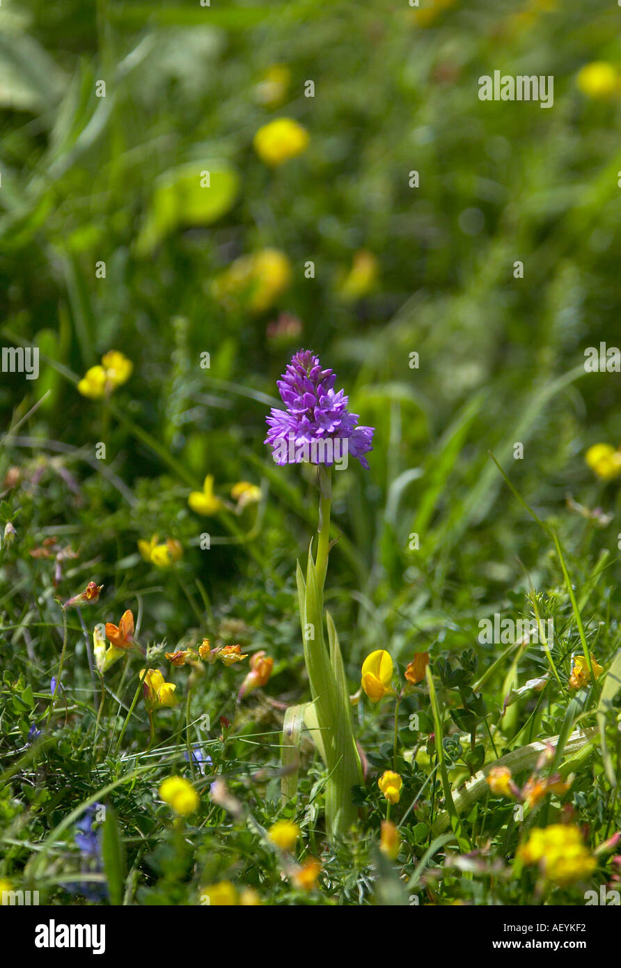 (Anacamptis pyramidalis) auf Chalk downland in Südengland. Stockfoto