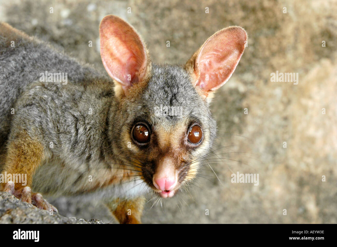 Brushtailed Possum hautnah Stockfoto