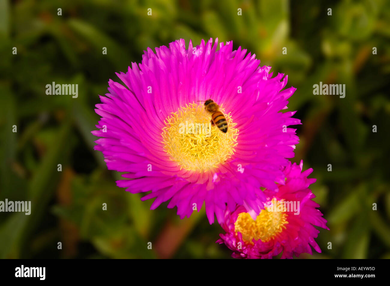 Biene auf rosa Blume Stockfoto
