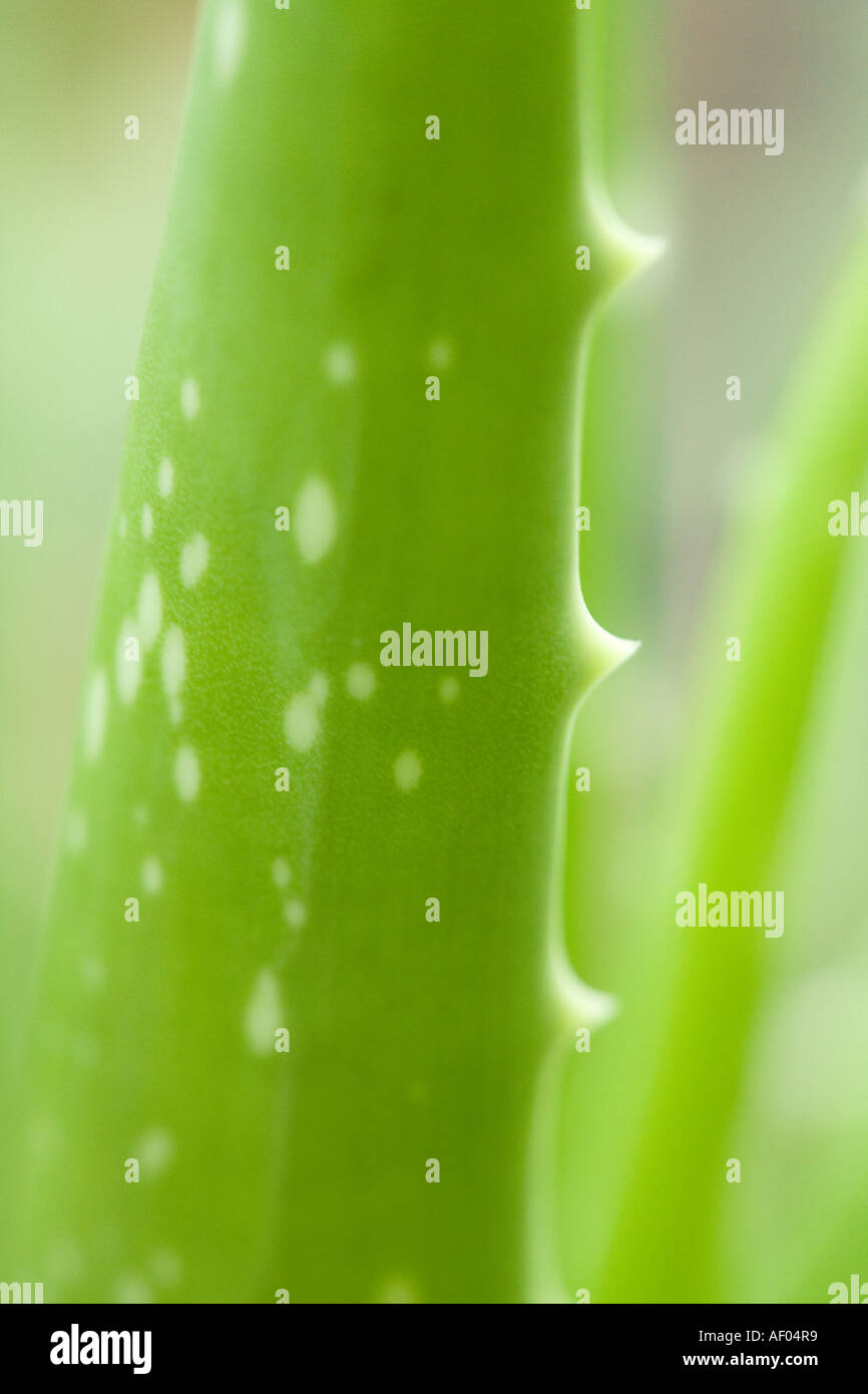 Nahaufnahme von einer Aloe vera Stockfoto