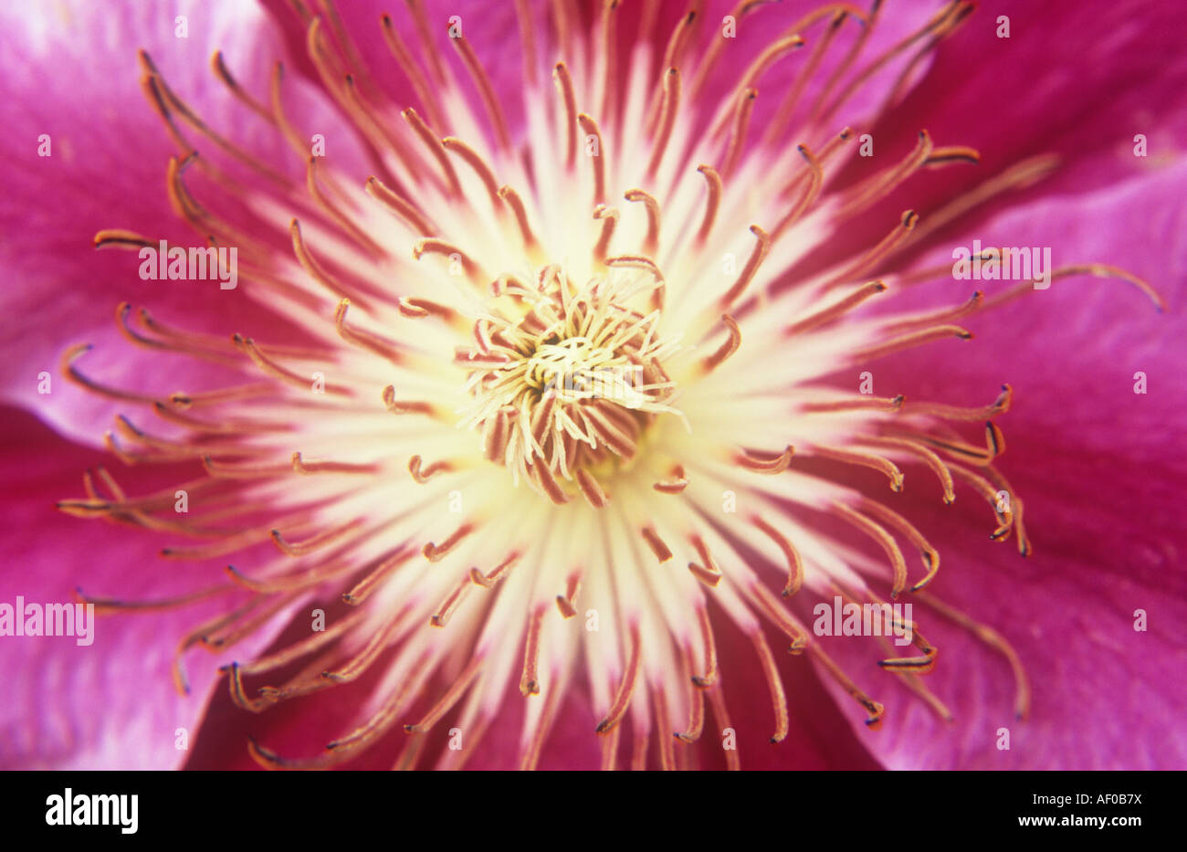 Nahaufnahme von leuchtend rosa Blüten und roten und weißen Staubblätter Flowerhead Jungfrauen Laube oder Clematis Edouard Desfosse Stockfoto