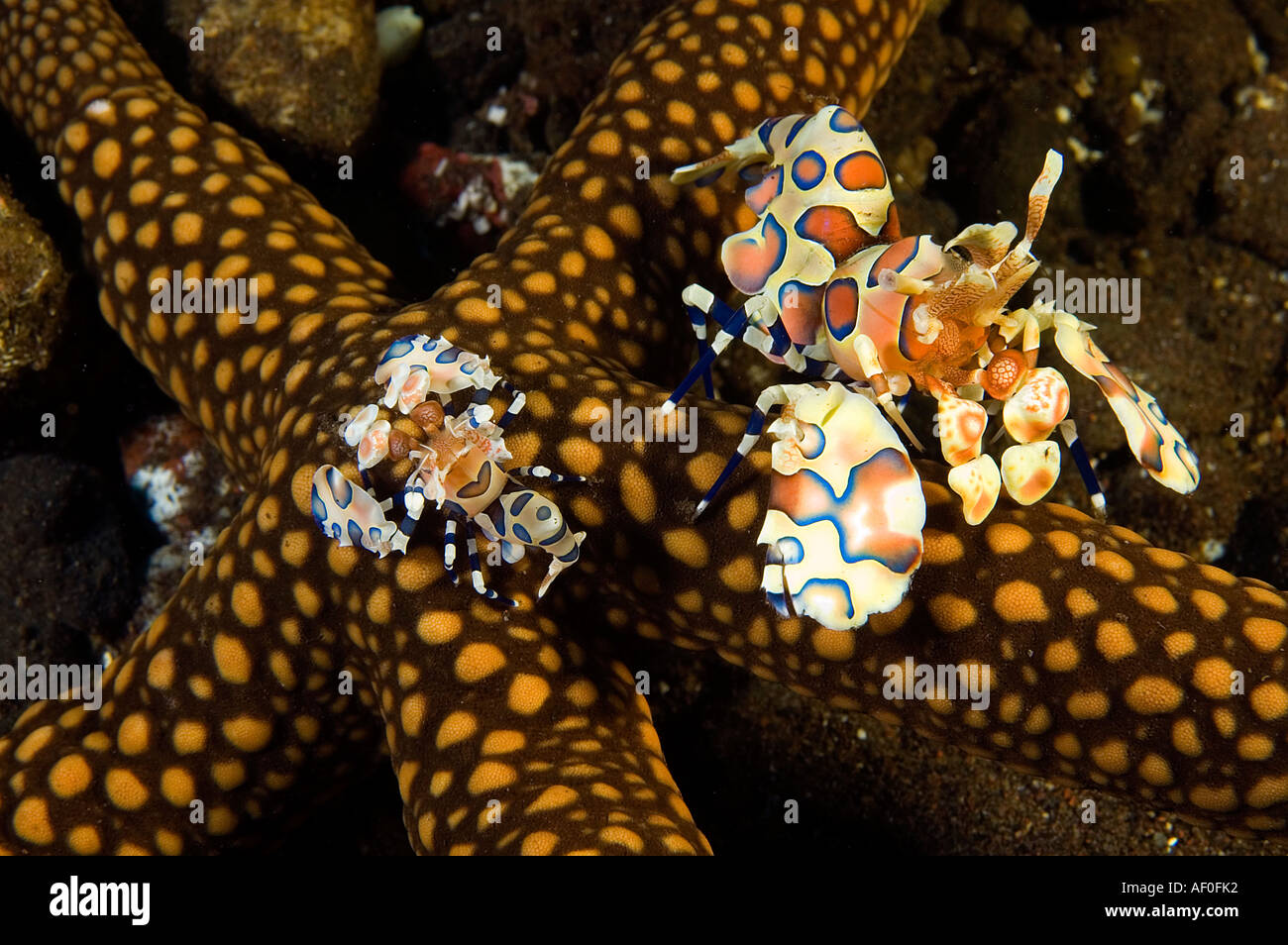 Harlekin Garnelen, Hymenocera Elegans, Fütterung auf einen Seestern, Bali Indonesien. Stockfoto