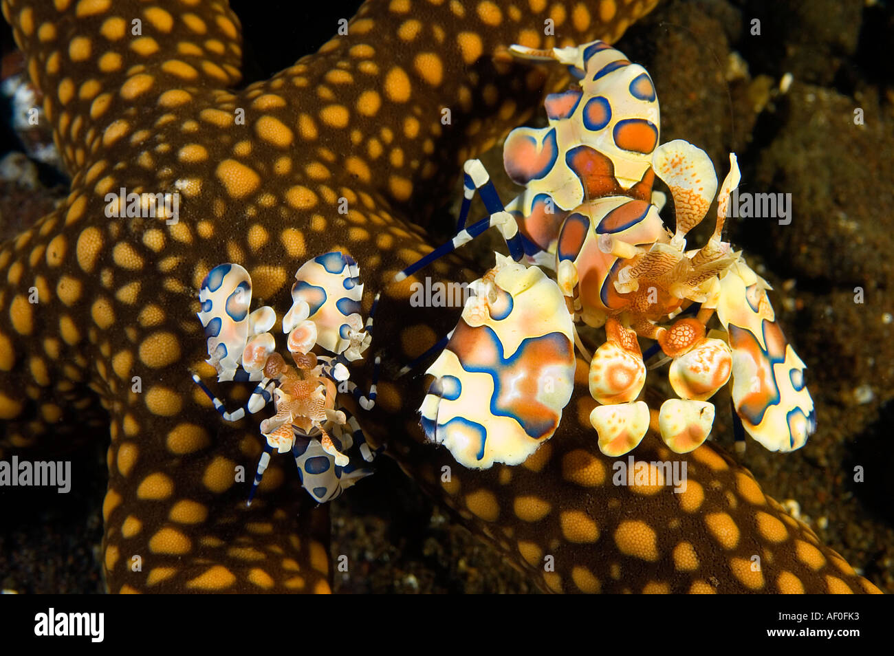 Harlekin Garnelen, Hymenocera Elegans, Fütterung auf einen Seestern, Bali Indonesien. Stockfoto