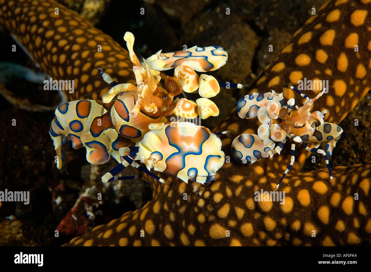 Harlekin Garnelen, Hymenocera Elegans, Fütterung auf einen Seestern, Bali Indonesien. Stockfoto