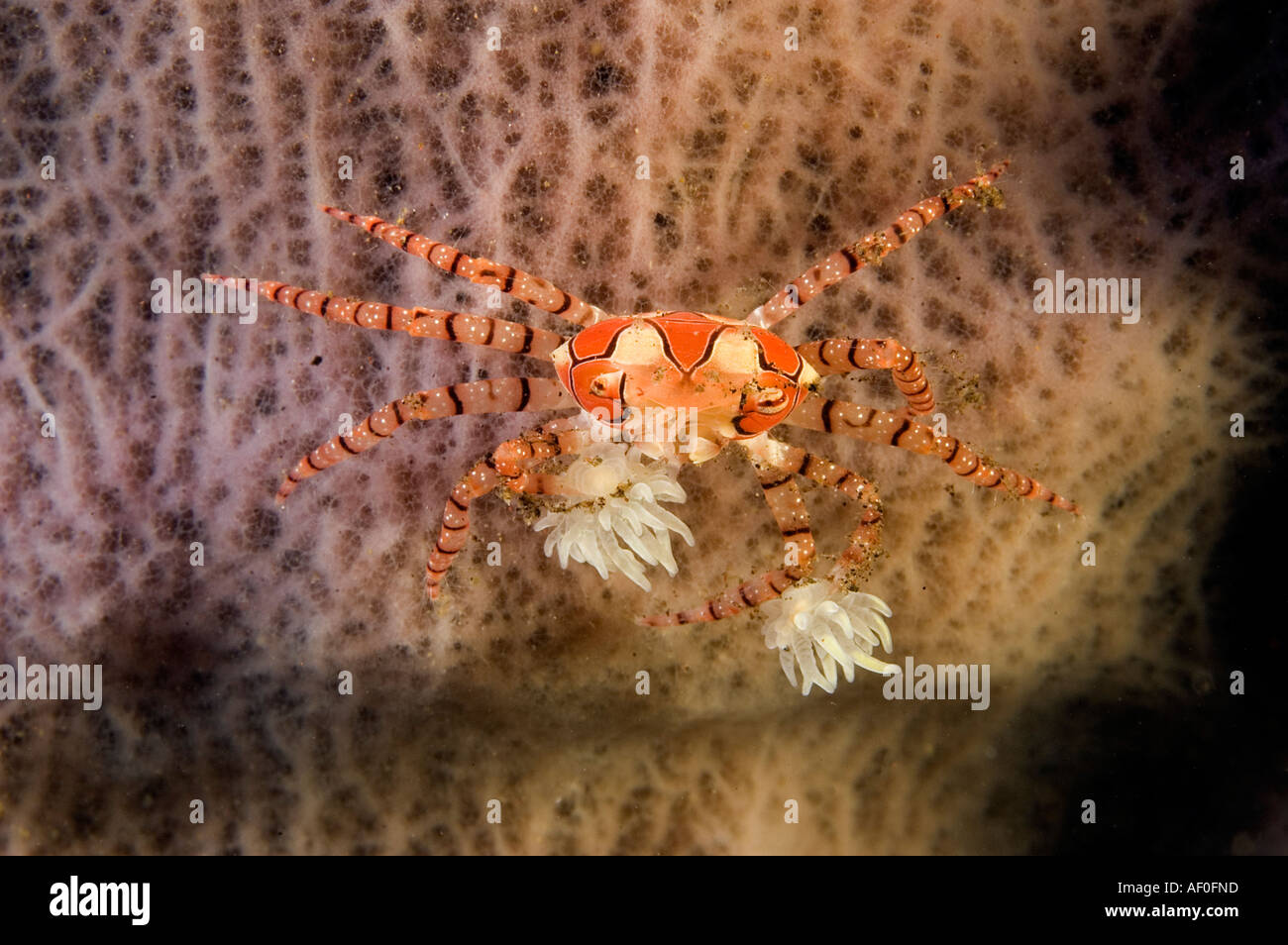 Boxer-Krabbe, Lybien Tesselata mit defensiven Anemonen befestigt ihre Arme. Bali Indonesien. Stockfoto