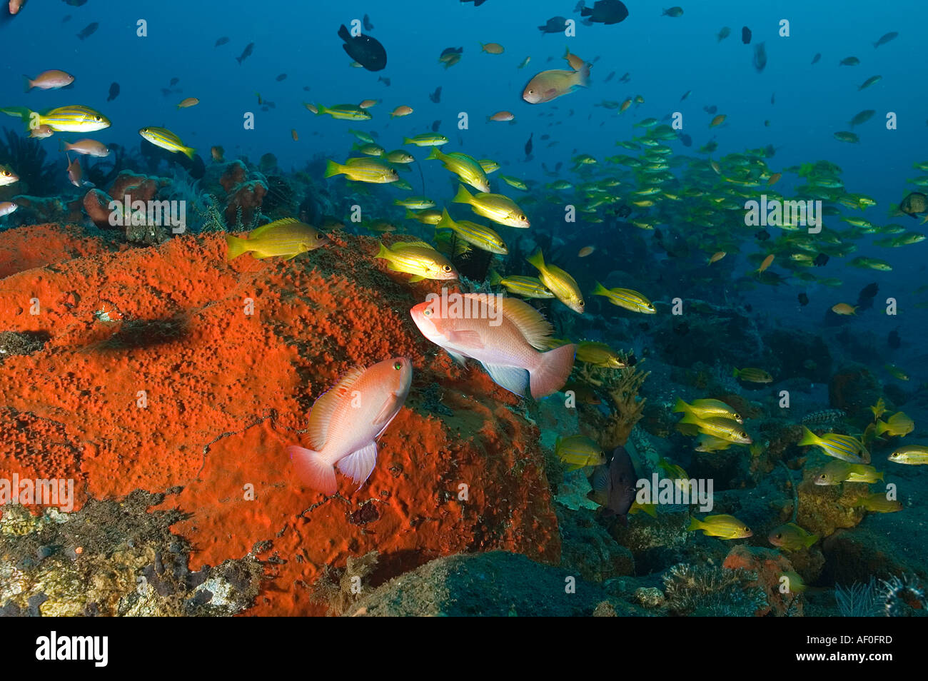 Gedrungen Anthiases, Pseudanthias Hypselosoma, jagen einander und blau gesäumt Schnapper, Lutjanus Kasmira Bali Indonesien. Stockfoto