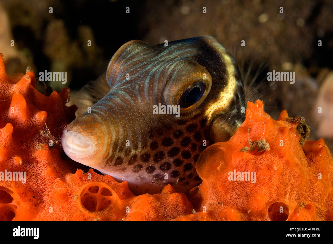 Kugelfisch entdeckt Toby, Canthigaster Solandri, schlafen auf einem Schwamm, Bali Indonesien. Stockfoto
