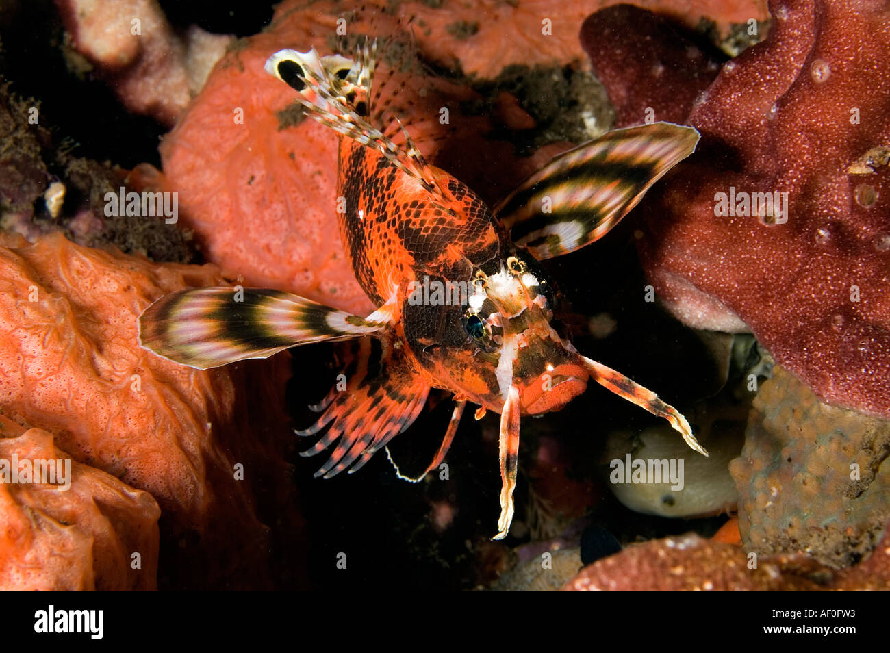 Gefleckte Rotfeuerfische, Dendrochirus Biocellatus, in der Nacht, Bali Indonesien. Stockfoto