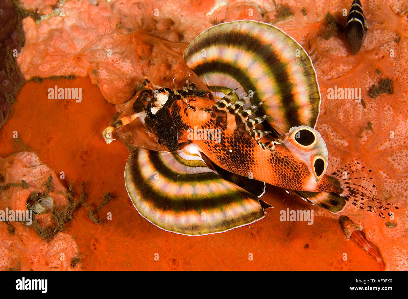 Gefleckte Rotfeuerfische, Dendrochirus Biocellatus, in der Nacht, Bali Indonesien. Stockfoto