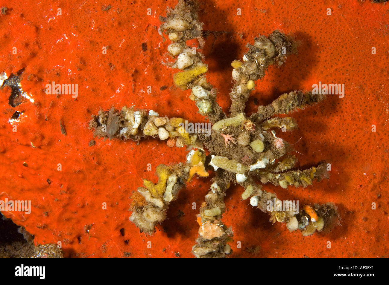 Seespinnen, Camposcia Retusa dekoriert ihren Körper mit bunten Schwämmen, Bali Indonesien. Stockfoto