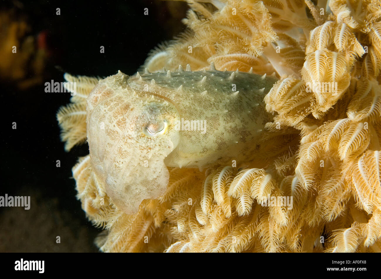 Juvenile Tintenfisch, Sepia finden, versteckt zwischen weichen Korallen Tentakeln, Bali Indonesien. Stockfoto