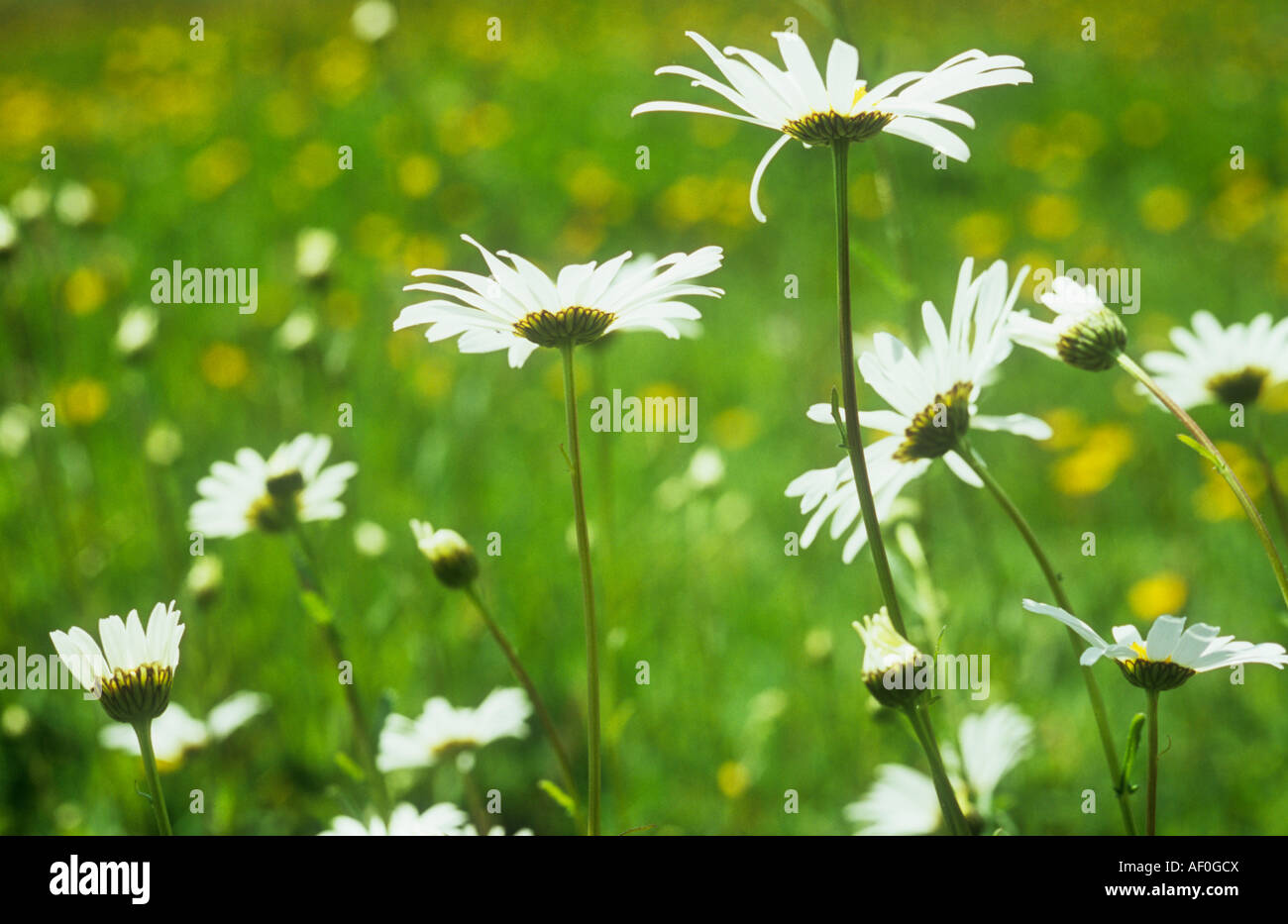 Nahaufnahme von Seite der verschiedenen Stämme und Flowerheads von Oxeye Daisy oder Leucanthemum Vulgare mit Hahnenfuß Wiese jenseits Stockfoto