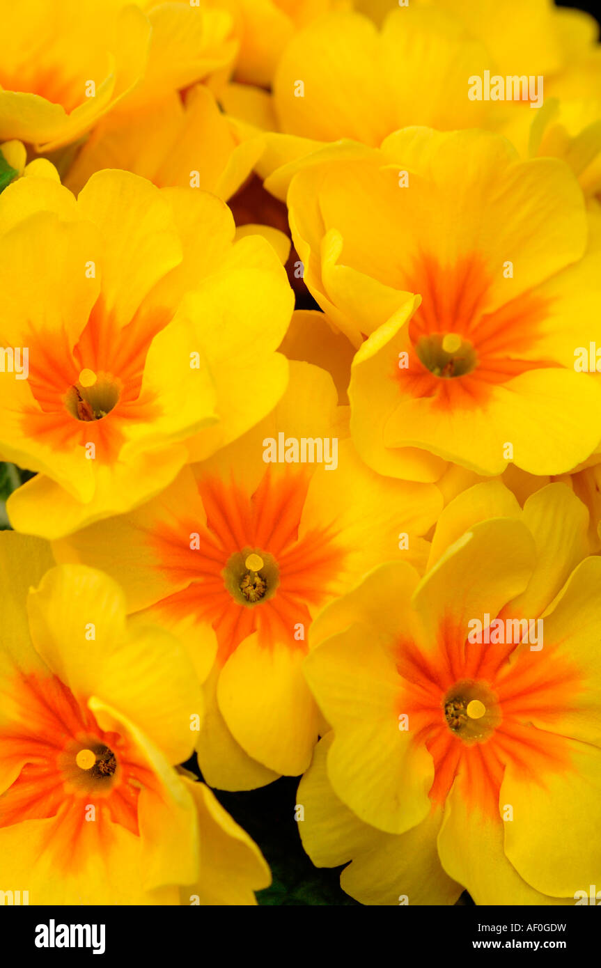 BI-farbige Primula Blumen. Stockfoto