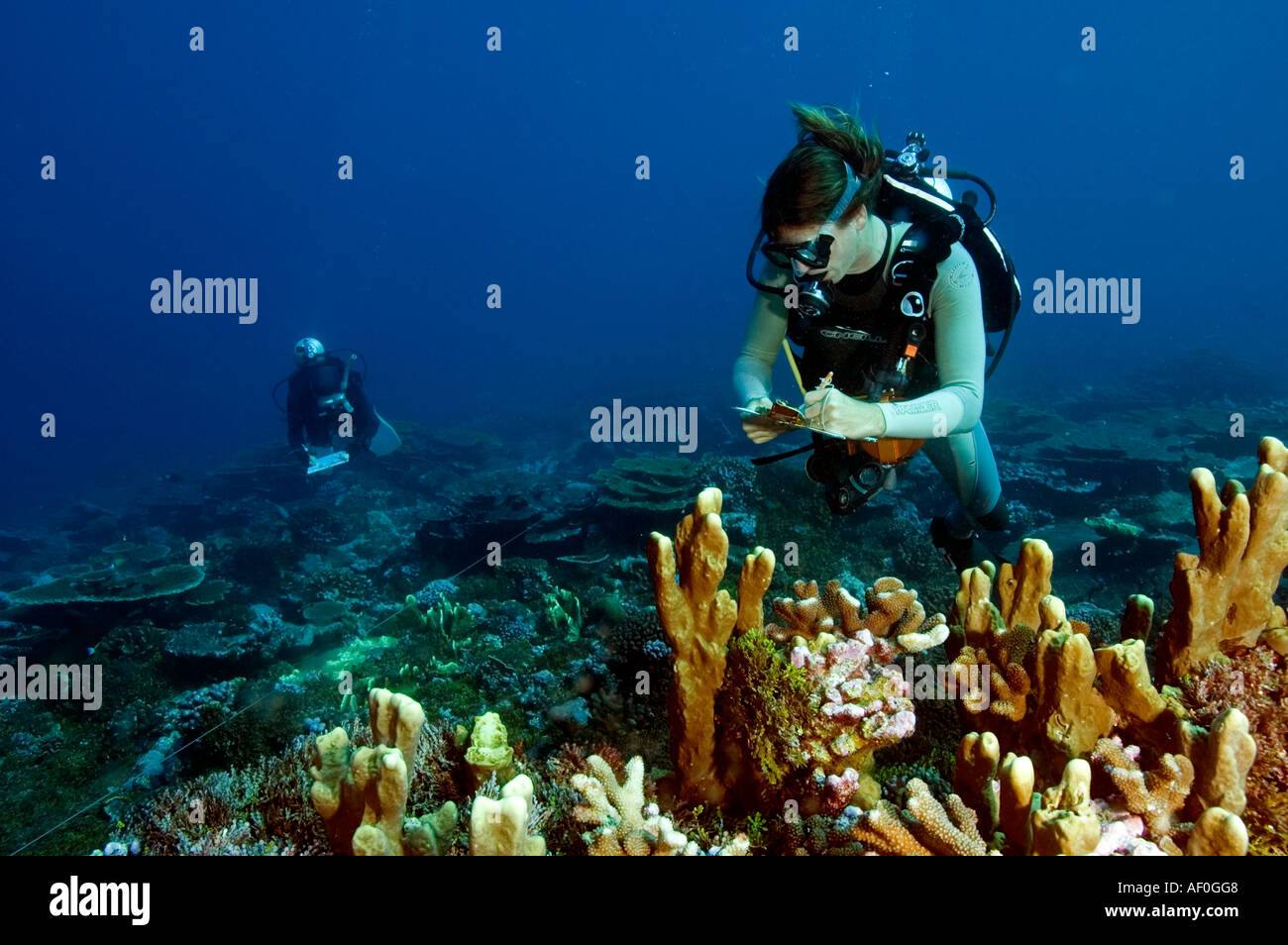 Stuart Sandin und Edward Demartini auf Fisch-Umfrage. Tabuaeran (Fanning) Insel, Kribati. Stockfoto