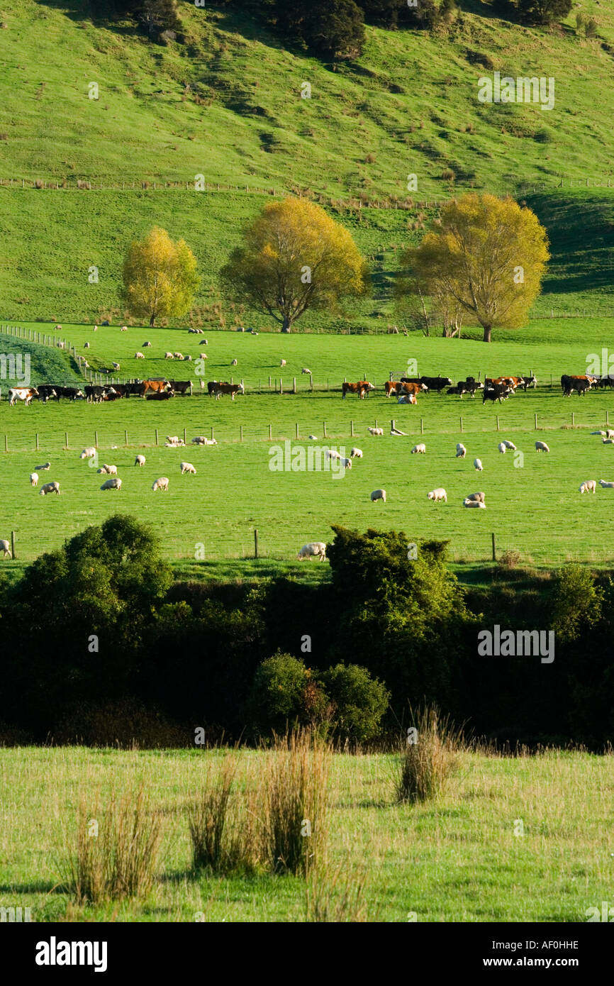 Herbst Farben und Ackerland in der Nähe von Martinborough Wairarapa Nordinsel Neuseeland Stockfoto