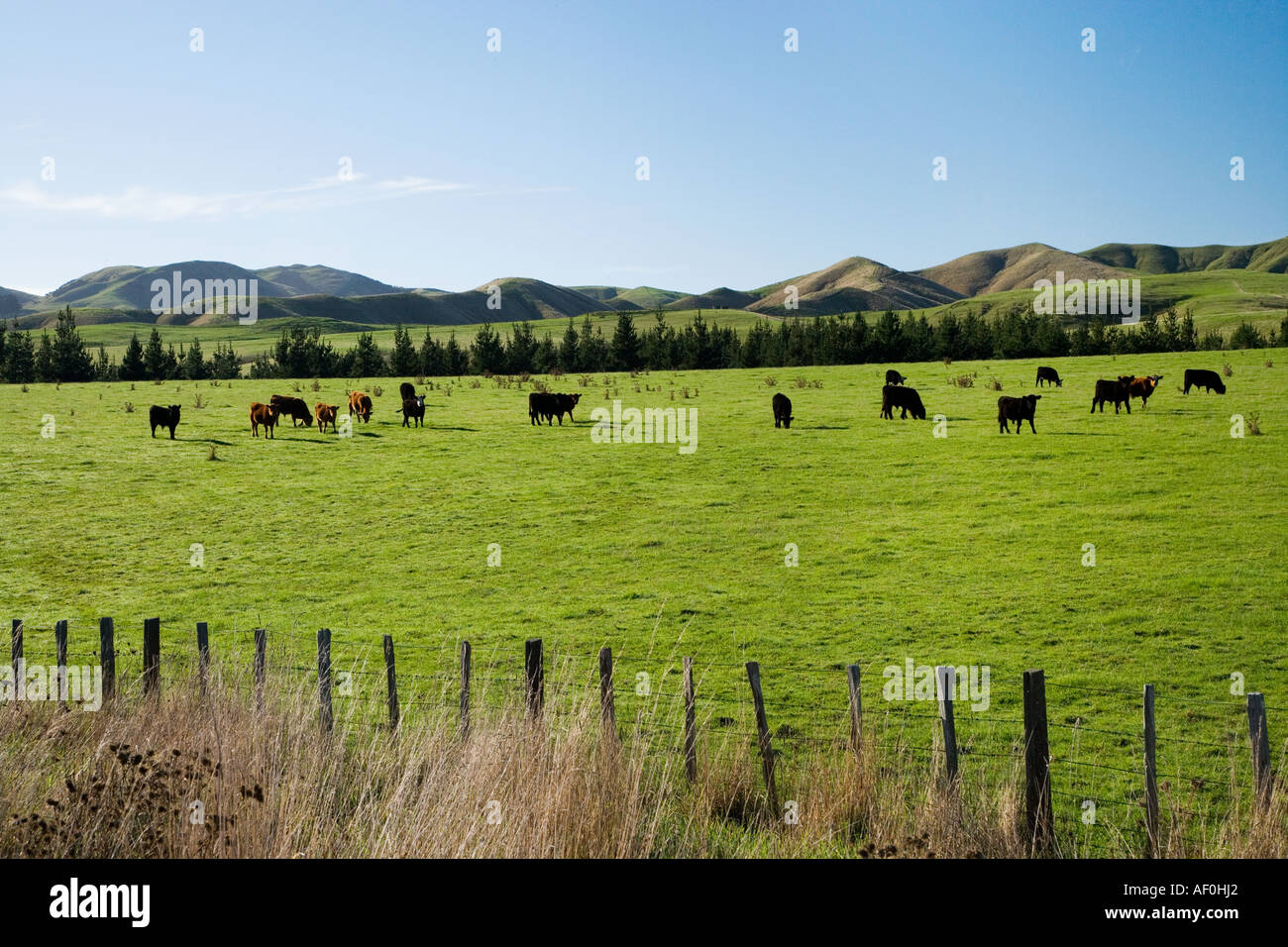 Kühe und Ackerland in der Nähe von Martinborough Wairarapa Nordinsel Neuseeland Stockfoto