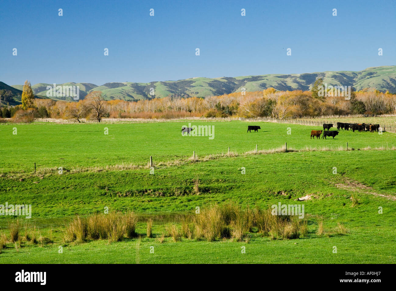 Kühe und Herbst Farben Ackerland in der Nähe von Martinborough Wairarapa Nordinsel Neuseeland Stockfoto
