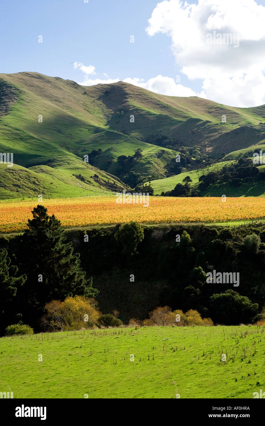 Springrock Weinberg Te Kairanga bei Martinborough Wairarapa Nordinsel Neuseeland Stockfoto