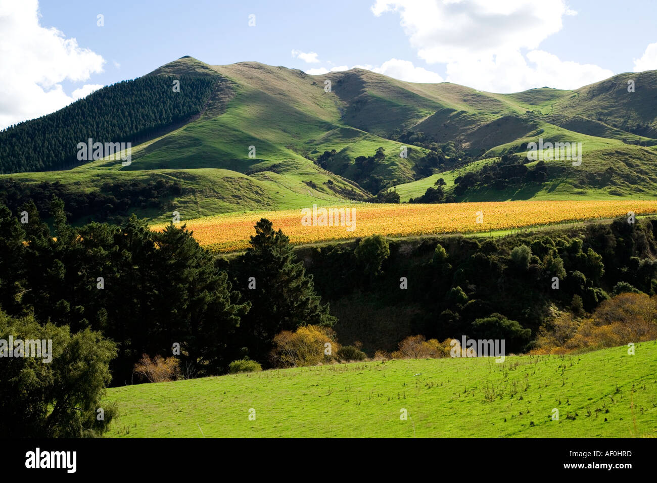 Springrock Weinberg Te Kairanga bei Martinborough Wairarapa Nordinsel Neuseeland Stockfoto