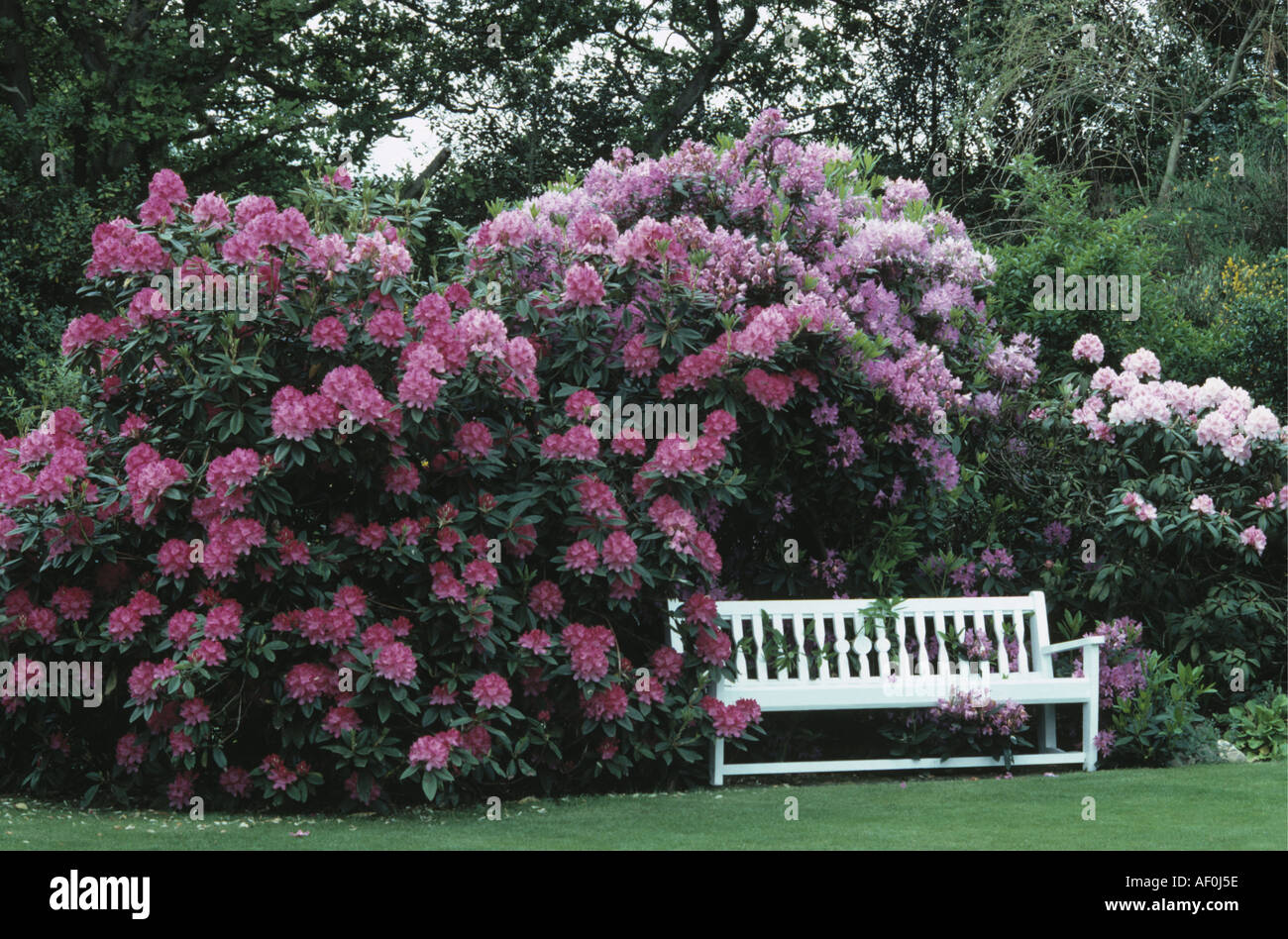 Große weiße Gartenbank mit massierten rosa Rhododendron Stockfoto