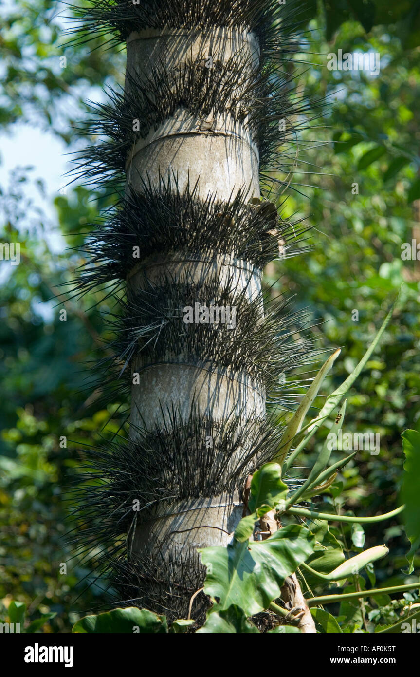 Baum-Pará-Brasilien Stockfoto