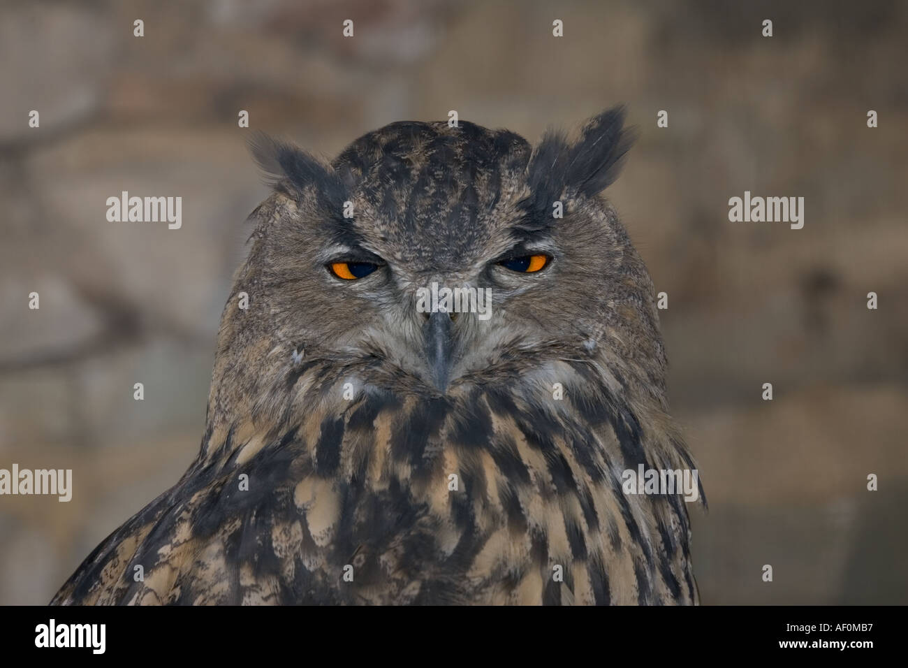 Leiter der indischen Adler Eule Bubo Bubo nationalen Bird Of Prey centre UK Stockfoto