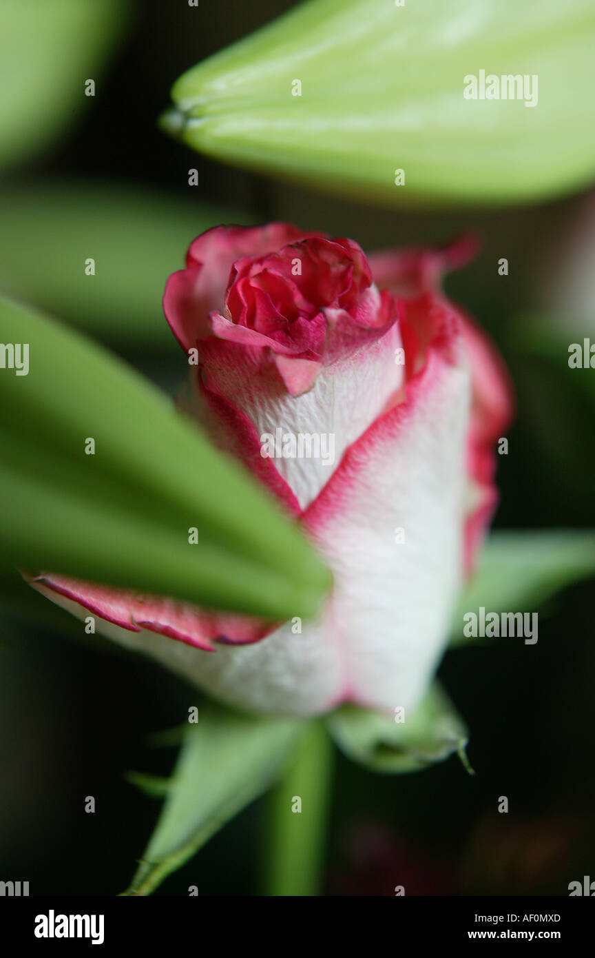 Einzelne Rose mit roten Kronblättern unter lilly-köpfen Stockfoto