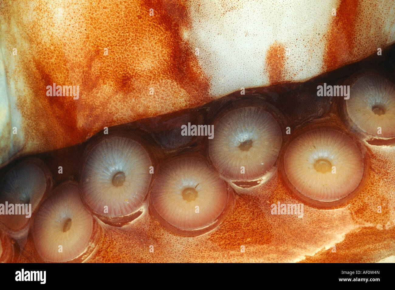 Abstrakte schließen sich Giant Pacific Octopus OCTOPUS DOFLEINI Halibut