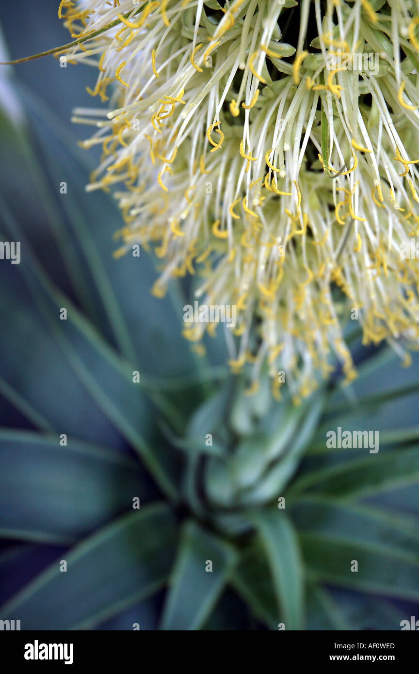 Blühende Agave-Kaktus aus dem Tequila hergestellt wird Stockfoto