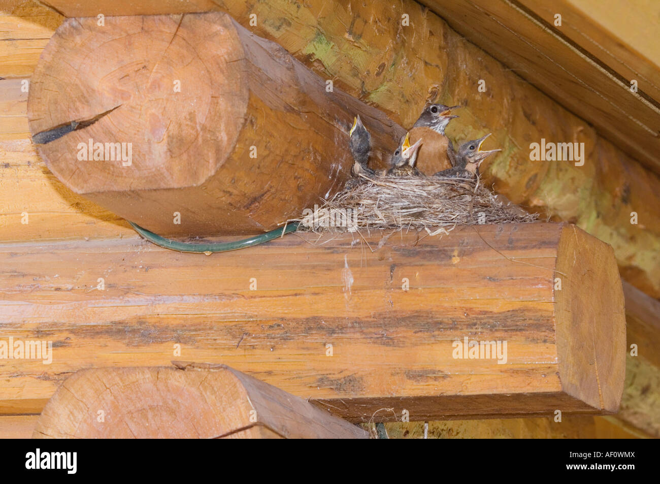 American Robin Turdus Migratorius Weibchen mit jungen am Nest an der Log Cabin Glacier Nationalpark Montana USA Juli 2007 Stockfoto