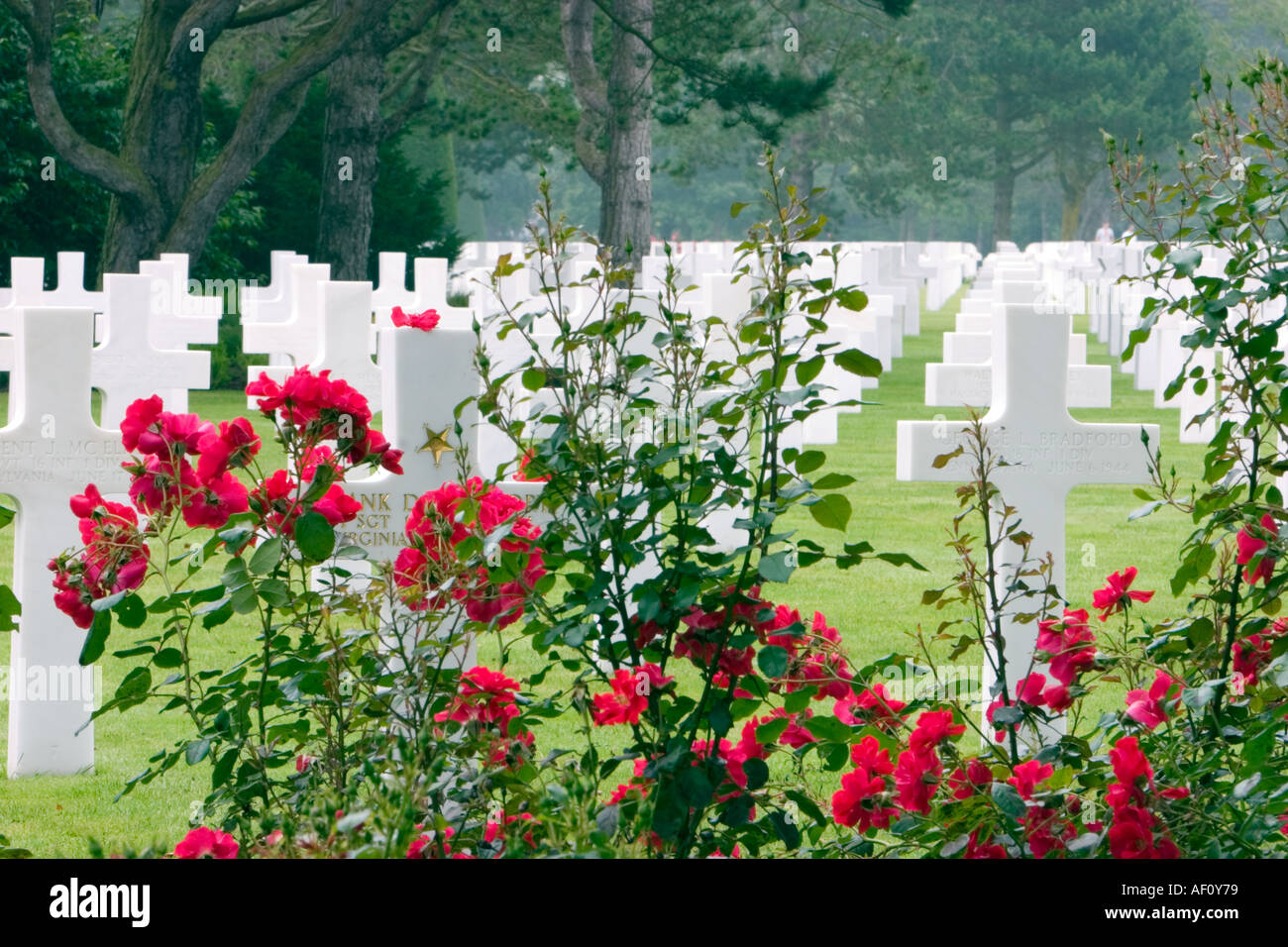 Verdeckt durch rote Rosen ist das Grab des Congressional Medal Of Honor Sieger Frank D Peregory 116 Infanterie Omaha Beach Stockfoto