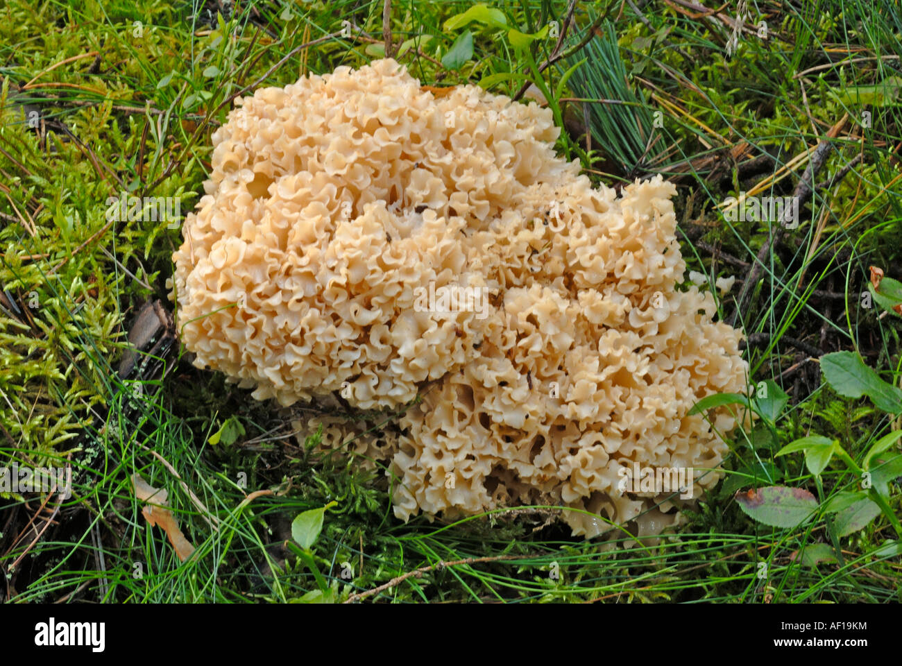 Blumenkohl-Pilz (Sparassis Crispa) auf dem Waldboden Stockfoto