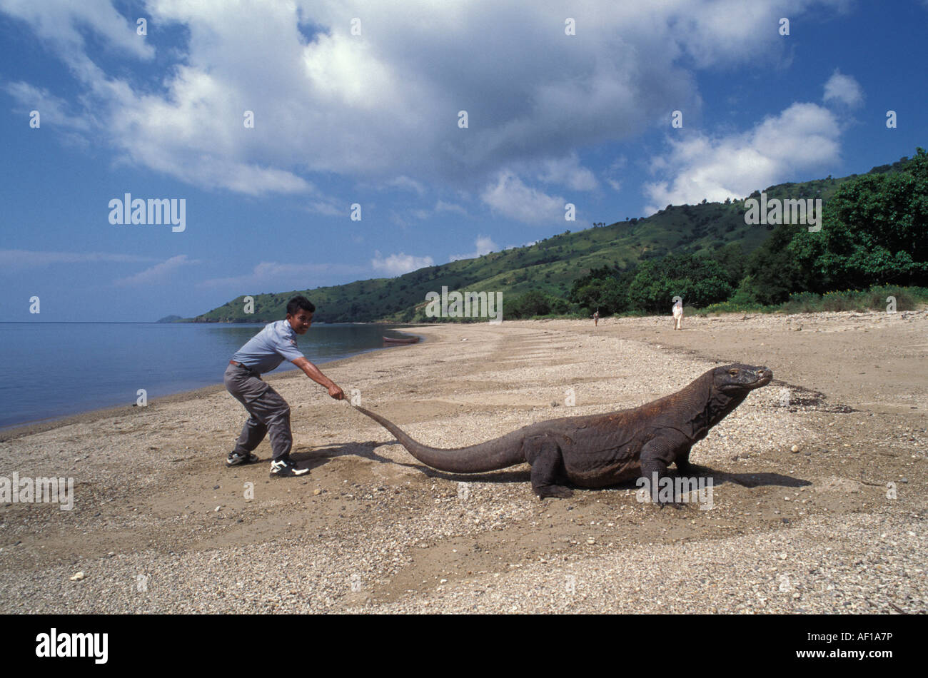 KomodoWaran (Varanus Komodoensis) am Strand, Rute gezogen von ranger