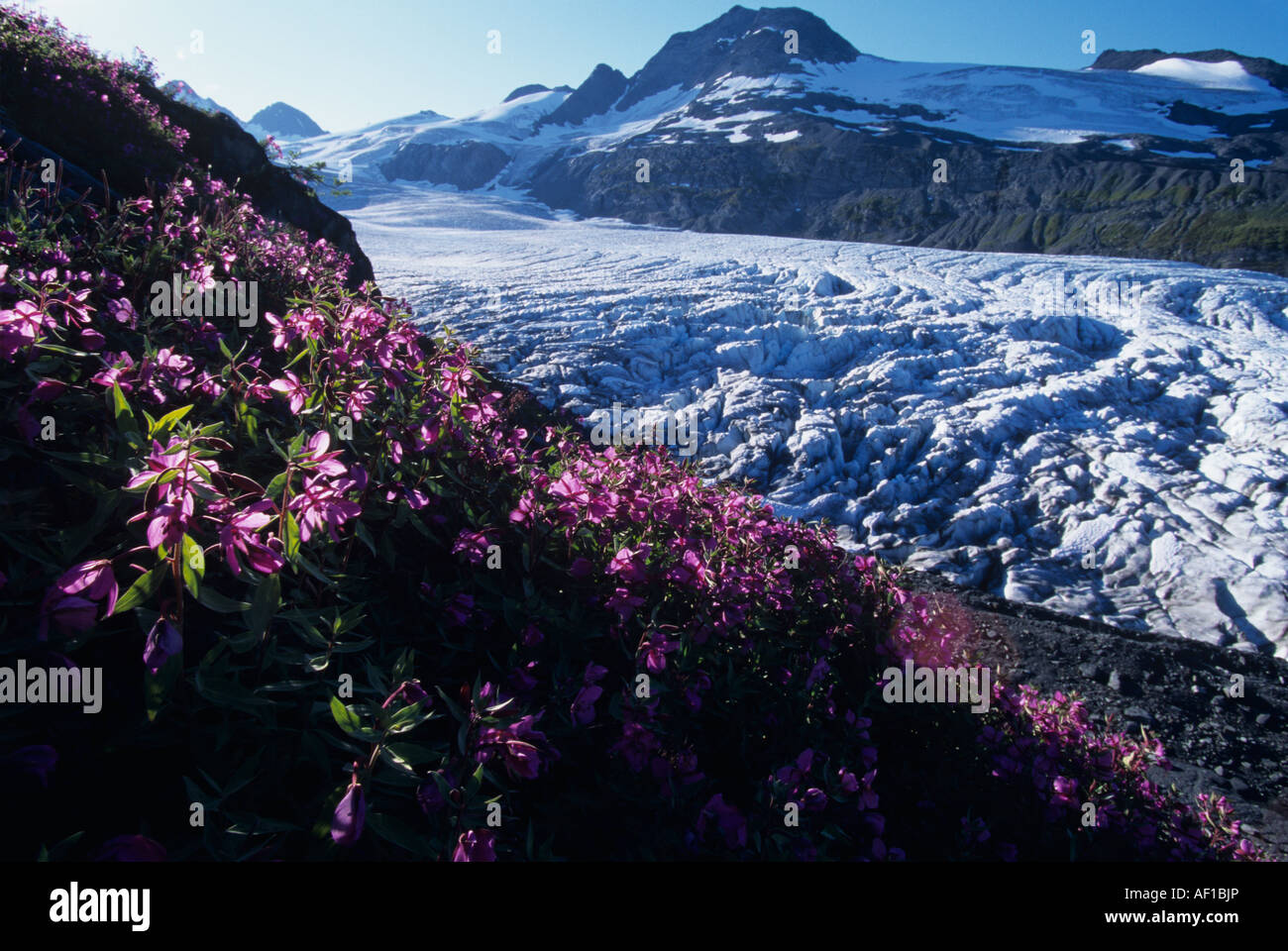 USA Alaska Chugach National Forest Weidenröschen Epilobium Angustifolium über Worthington Gletscher in den Chugach Range Stockfoto