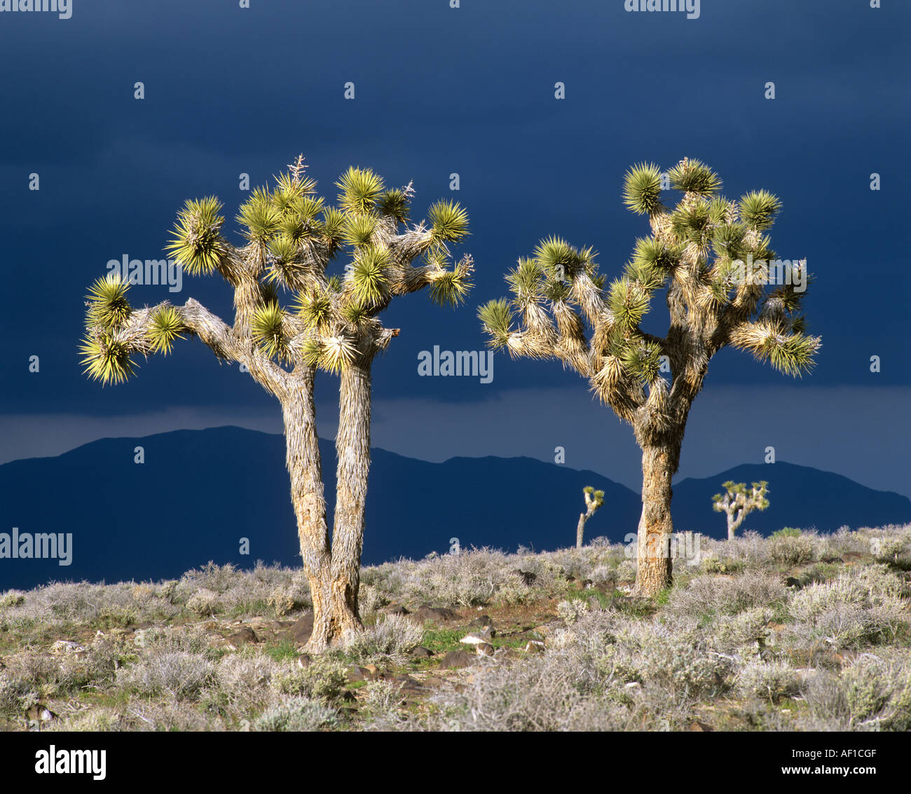 Joshua Bäume in den Hügeln oberhalb von Death Valley, Kalifornien, USA Stockfoto