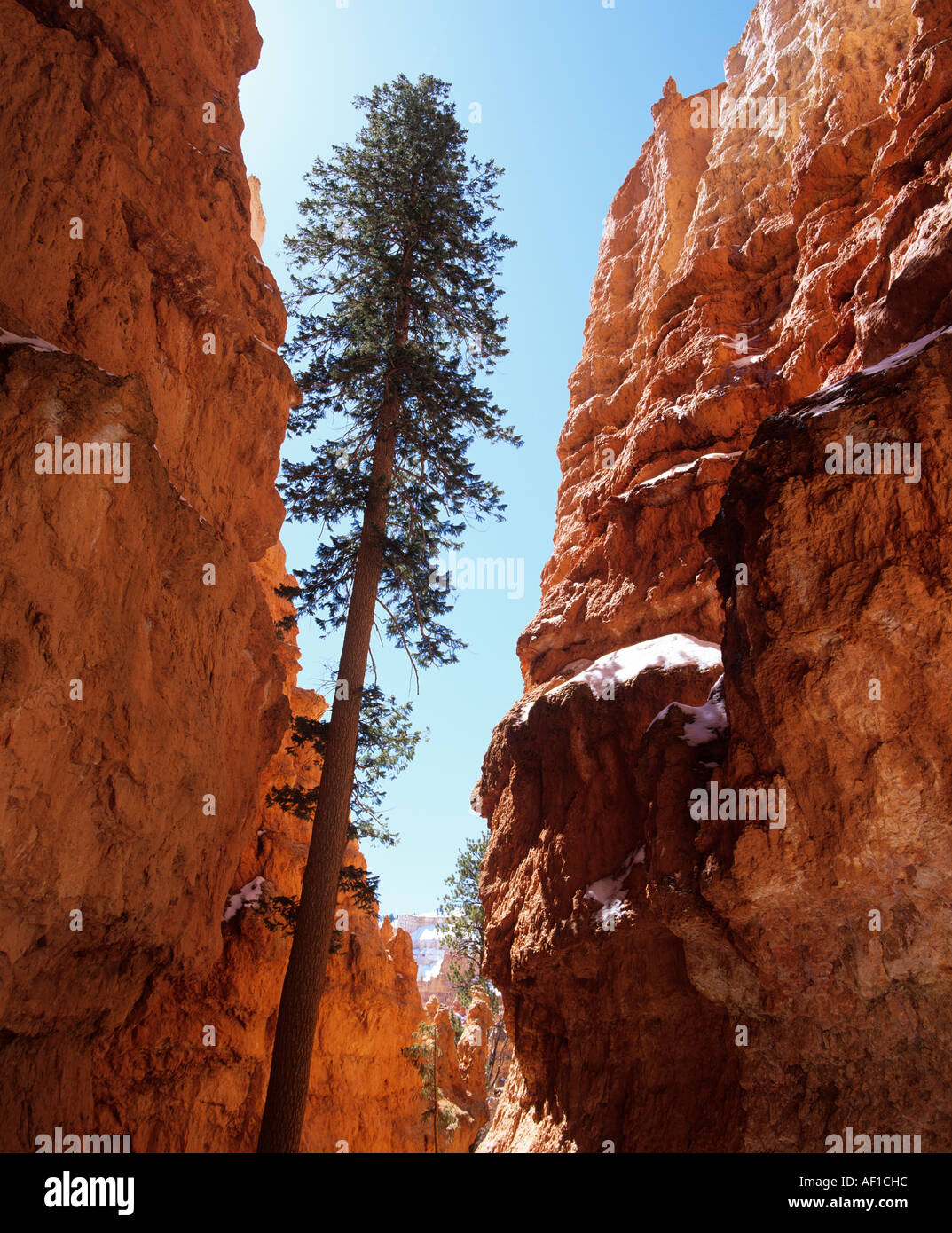 Nadelbaum im Bryce Canyon, Utah, USA Stockfoto