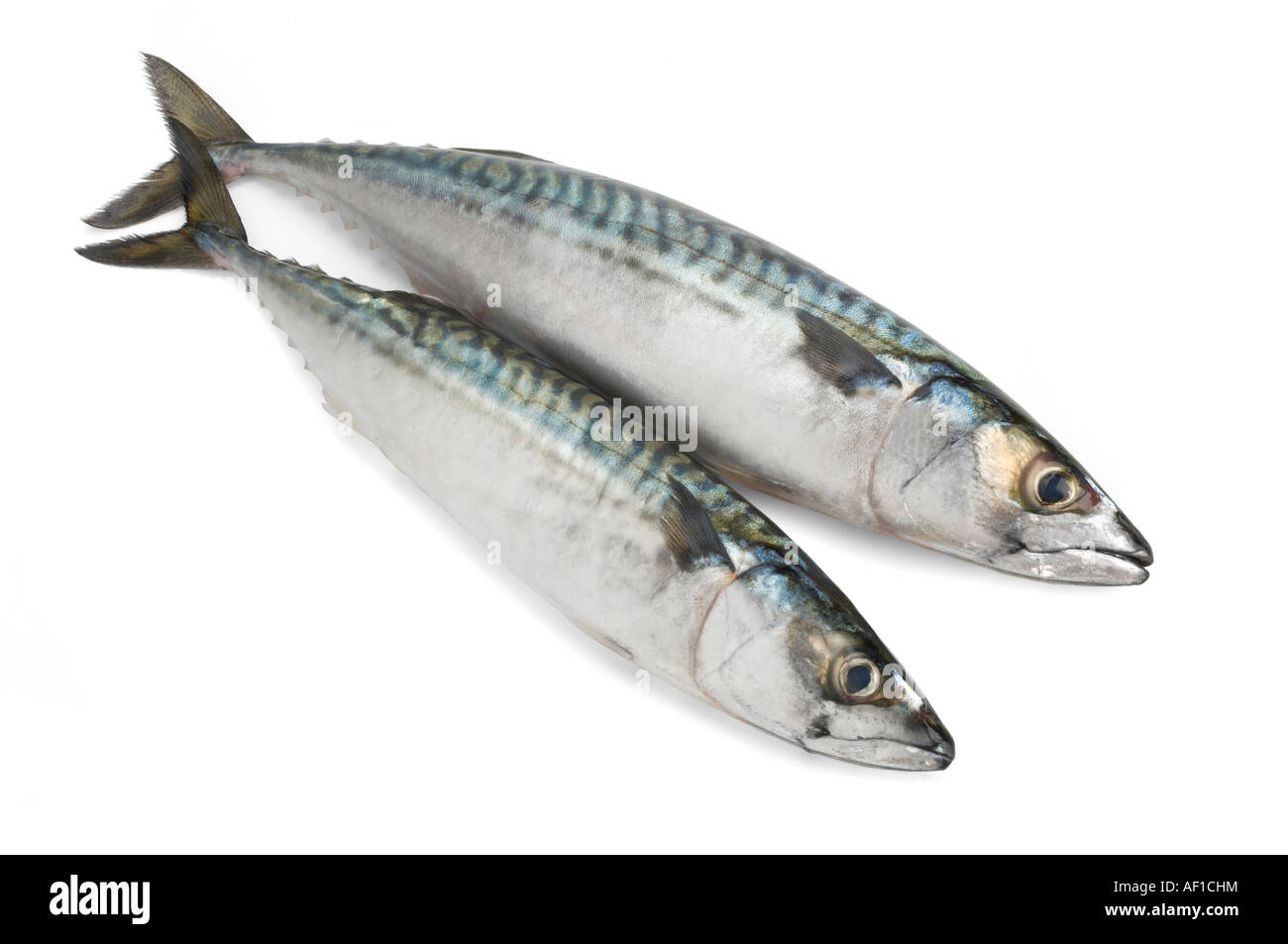 Zwei ganze Mackrel Stockfoto