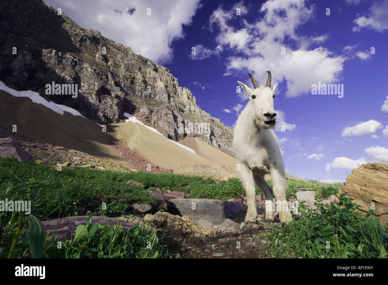 Bergziege Oreamnos Americanus Erwachsene mit Sommer Mantel Glacier Nationalpark Montana USA Juli 2007 Stockfoto