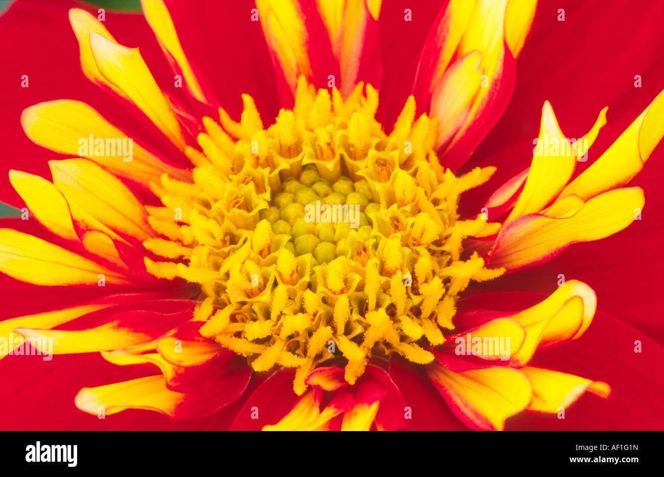 Makroaufnahme von Form-Struktur und Farben der Garten Blume Dahlie Eindruck Festivo Compositae Asteraceae Stockfoto