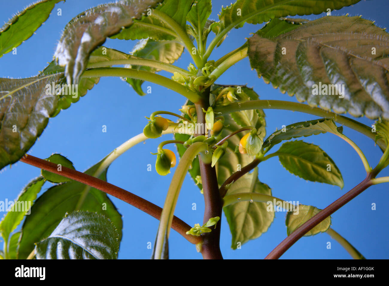Blätter und Knospen von Impatiens Niamniamensis Kongo Kakadu bilden busy Lizzie Pflanze Stockfoto