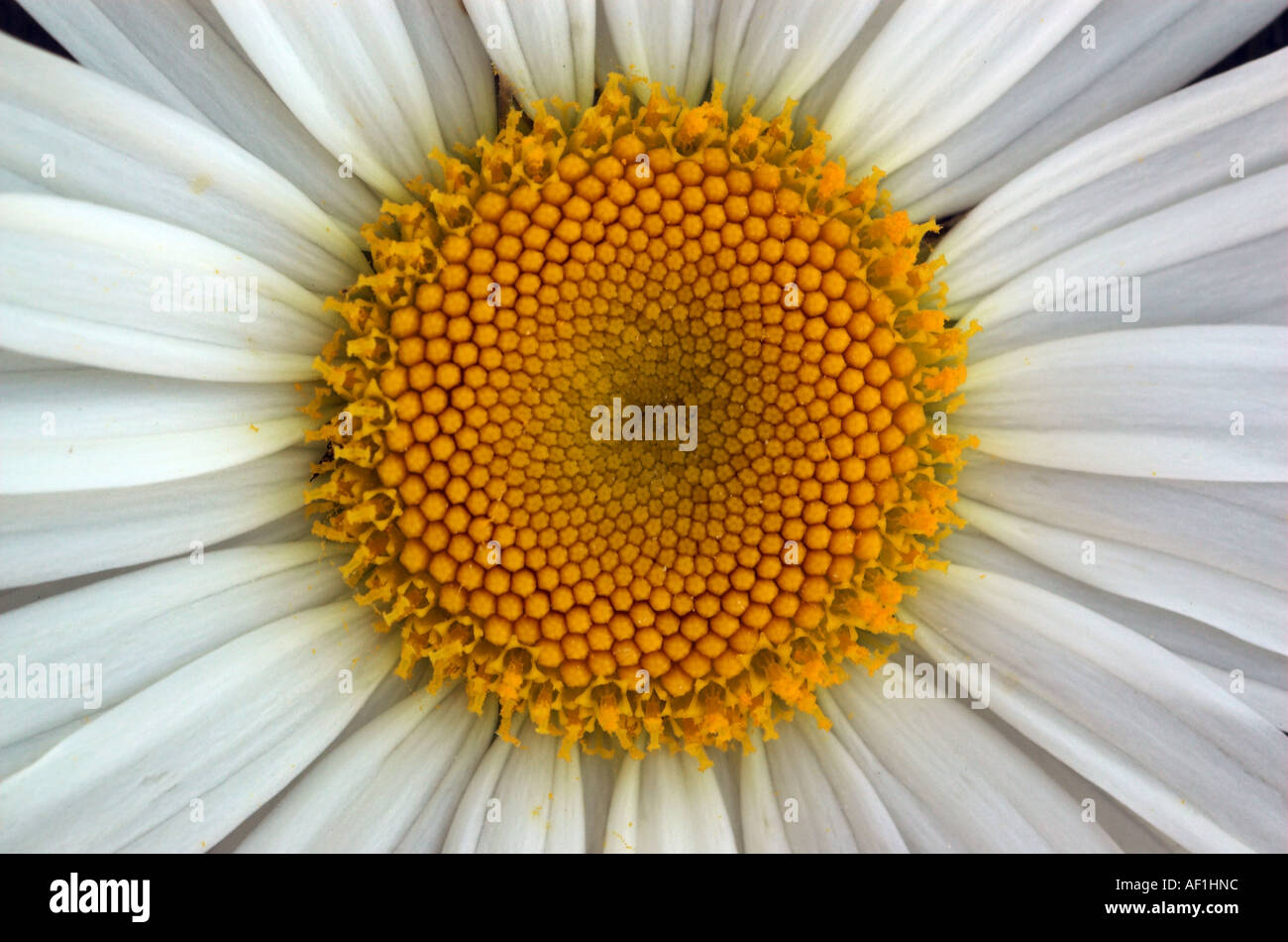 Eine Nahaufnahme des Zentrums ein Gänseblümchen Stockfoto