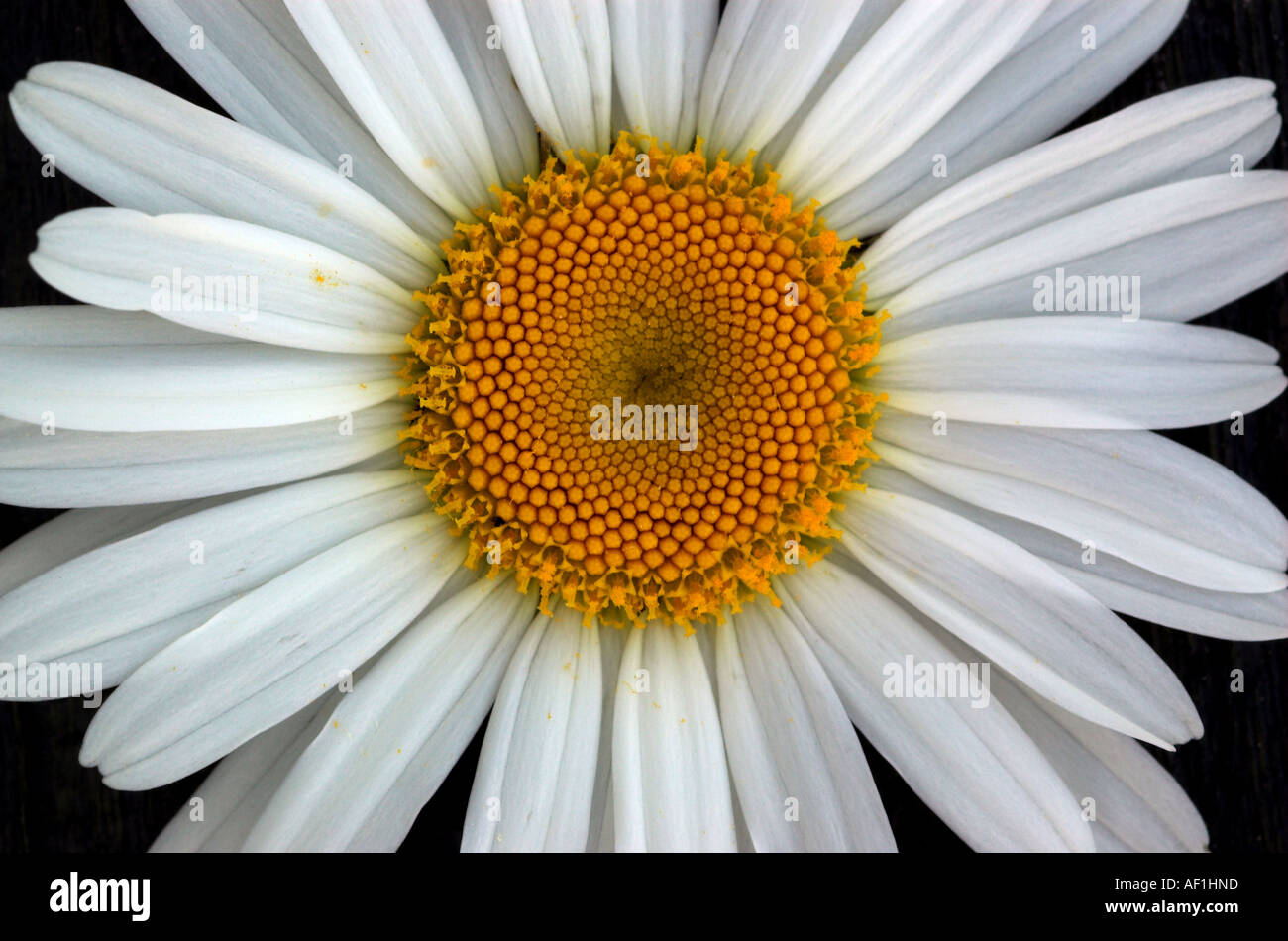 Eine Nahaufnahme des Zentrums ein Gänseblümchen Stockfoto