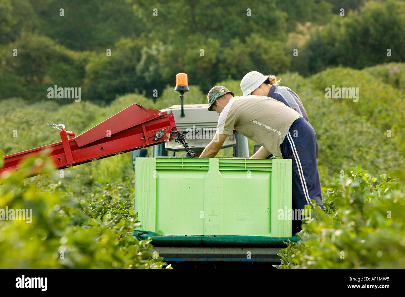 osteuropäische Migranten Arbeiter ernten englische schwarze Johannisbeeren Stockfoto